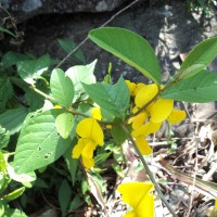 Crotalaria walkeri Arn.